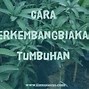 Tumbuhan Yang Berkembang Biak Dengan Cara Stolon Adalah